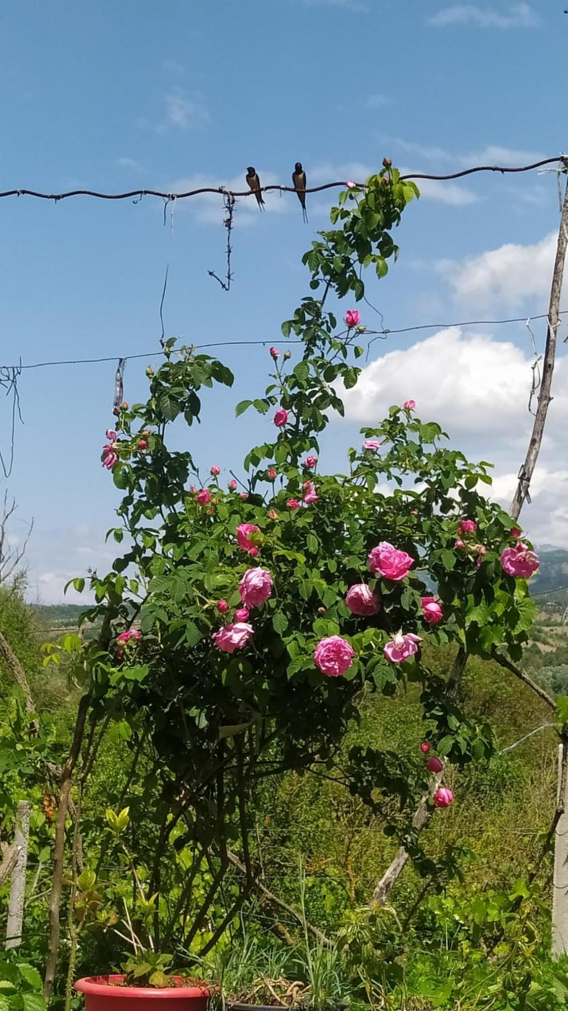 Spring Village Home Përmet Kültér fotó